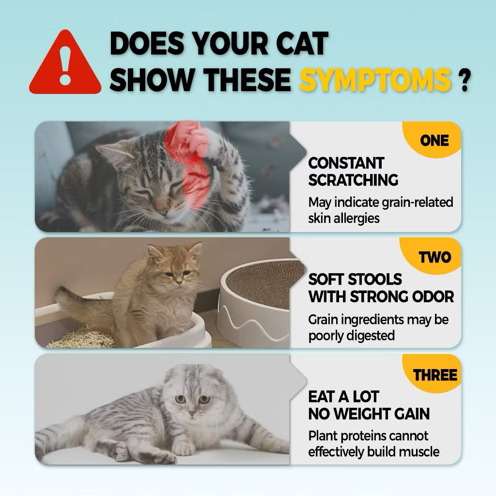 Petour Bite of Wild - 高肉含量無穀貓糧 (P42) 50g